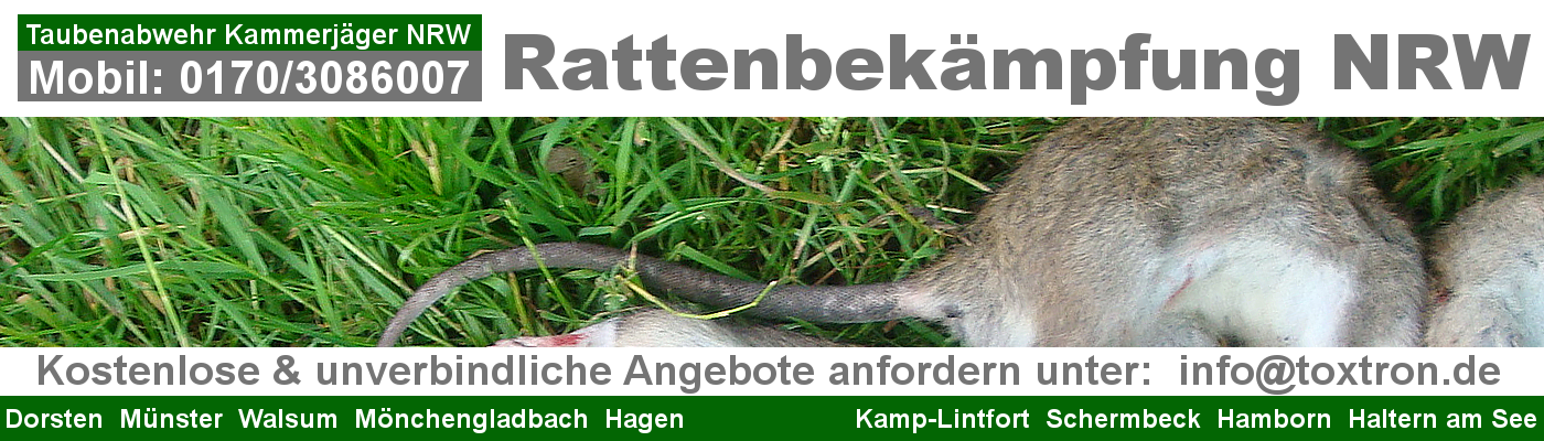Ratten Notdienst NRW