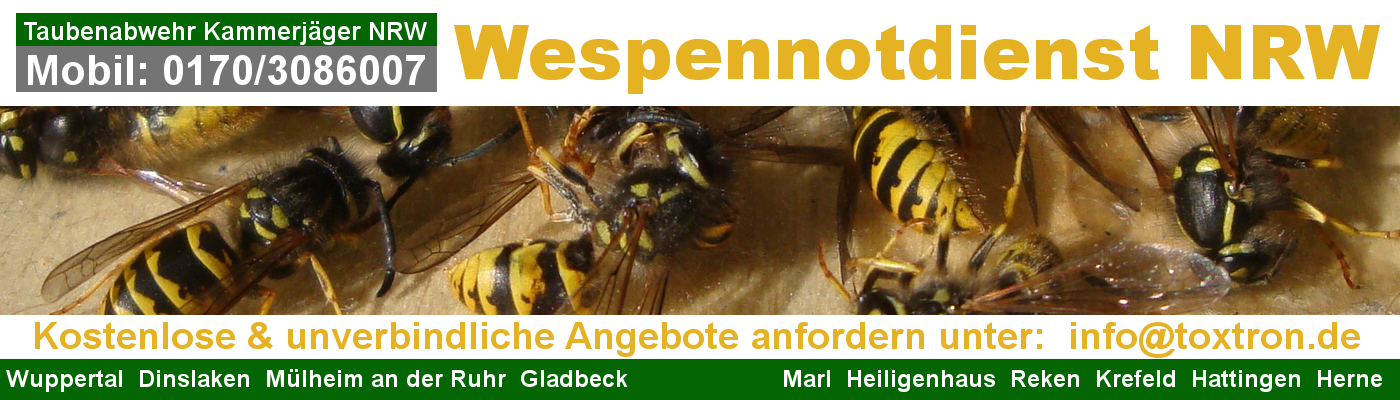 Wespenbekämpfung NRW